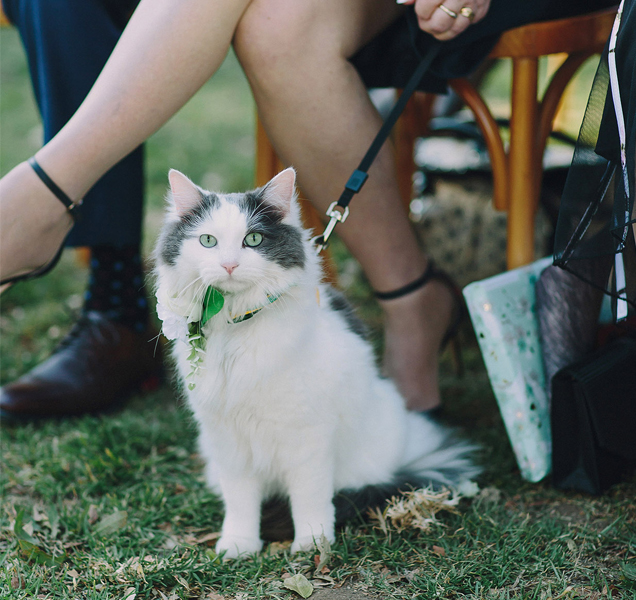 cat on lead at wedding